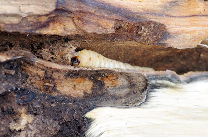 Holzwürmer im Brennholz
